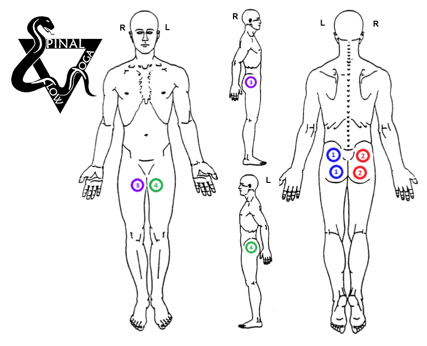 Diagram showing male body with highlighted pelvic and lower back areas.
