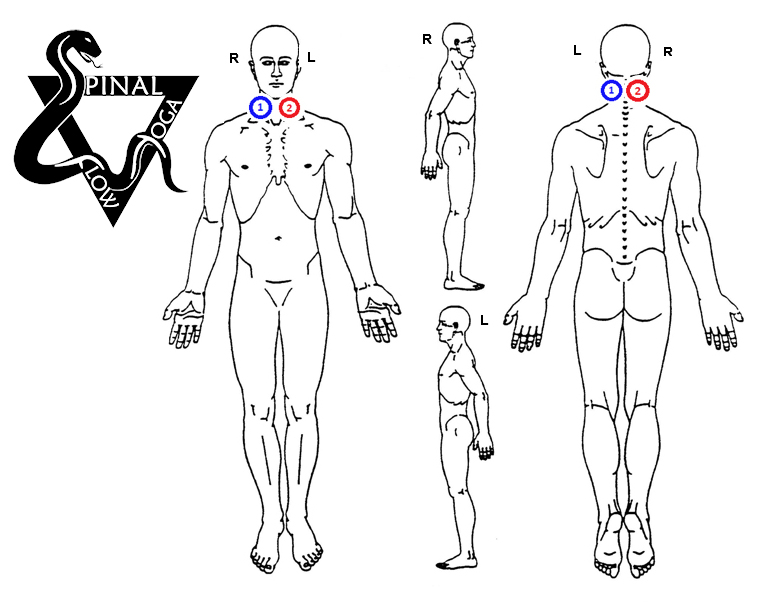 Anatomical figure highlighting the vagus nerve and ear points.