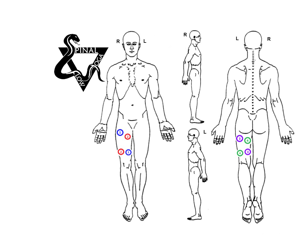 Diagram showing human body with colored markings and anatomical symbols.